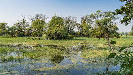 The trees grow in a swampy area. Green grass and duckweed on the water. Blue sky. Reflection. Keoladeo Bird Park. India. Bharatpur
