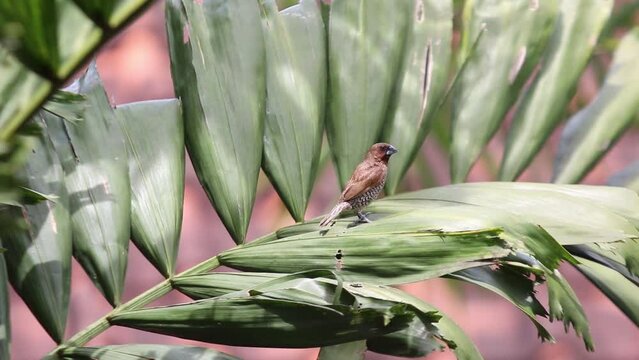 Bondol jawa, pipit bondol, piit bondol, emprit bondol, Lonchura leucogastroides, Javan Munia