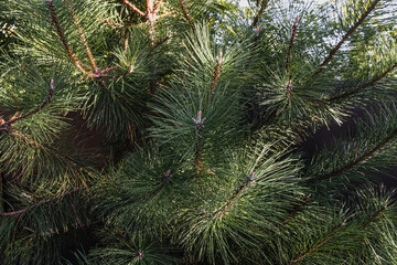Background of pine branches. Coniferous branches. Christmas pine wallpaper. Green pine branches. Pine branches against the background of coniferous needles close-up. Selective focus.
