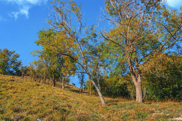 In the autumn forest. Autumn landscape. Trees covered with yellow foliage in a deciduous forest on a sunny day. Beautiful bright forest under a blue cloudy sky in the mountains. 