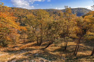 Trees covered with yellow foliage in a deciduous forest on a sunny day. Beautiful bright forest under a blue cloudy sky in the mountains. The yellow-red forest is illuminated by sunlight in autumn. 