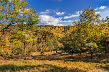 Fototapeta na wymiar Trees covered with yellow foliage in a deciduous forest on a sunny day. Beautiful bright forest under a blue cloudy sky in the mountains. The yellow-red forest is illuminated by sunlight in autumn.