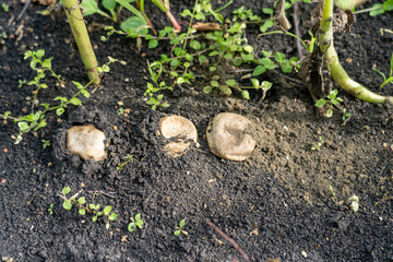 field mushrooms. a group of large mushrooms in a meadow along the modern road
