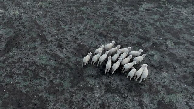 Aerial herd of lambs in baren dry field. Aerial rural farming community agricultural economy. Spring summer weather mountain valley green agriculture field. Seasonal rural farm city.