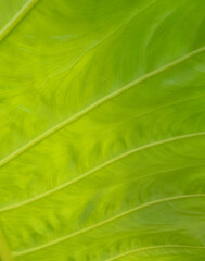 Macro shot green leaf texture
