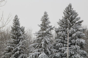 snow covered fir trees