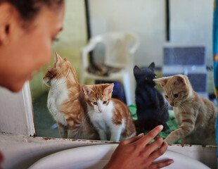 Care, charity and cats at adoption shelter with visitor busy with decision and choice of homeless...