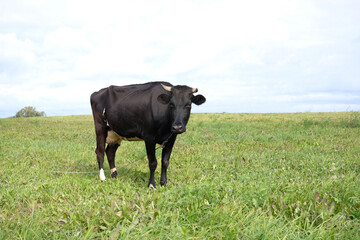 single black cow is grazing in a meadow in countryside
