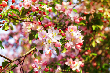 Blooming pink white flowers on apple tree branches close up, red cherry flowers blossom, beautiful sakura garden, spring orchard in bloom, green leaves soft blurred background, summer sunny day nature