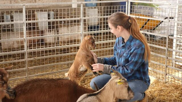 Positive woman breeder playing with goatlings in barn of animal farm.
