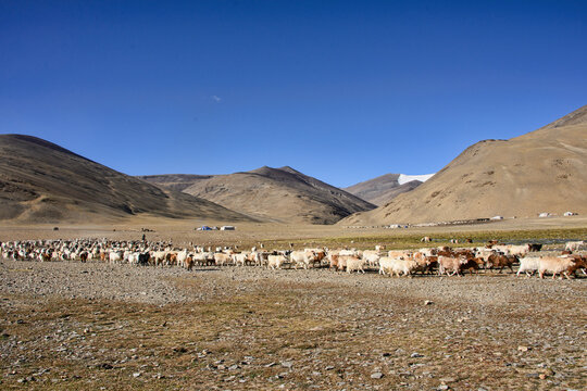 Goats at the Rajungkaru nomad encampment en route to Tso Moriri, Ladakh, India