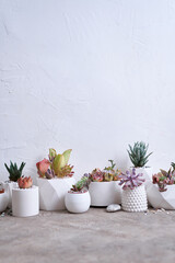pots with groups of houseplants on concrete table - Echeveria and Pachyveria opalina Succulents