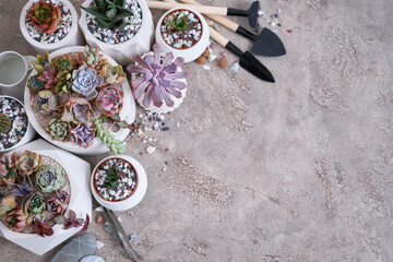 Obraz na płótnie Canvas pots with groups of houseplants on concrete table - Echeveria and Pachyveria opalina Succulents