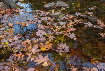 Orange fallen maple leaves on the water. Autumn natural background. Autumn atmosphere image in fall season