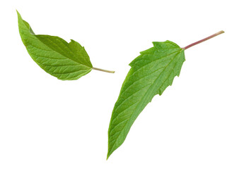 Obraz premium Fresh sesame leaves isolated on the white background, top view.