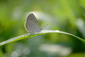 beautiful butterfly on the green grass while sunbathing in the morning among the morning dew