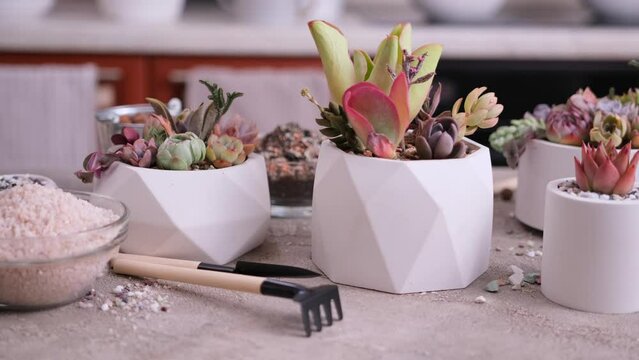 pots with groups of houseplants on concrete table - Echeveria and Pachyveria opalina Succulents