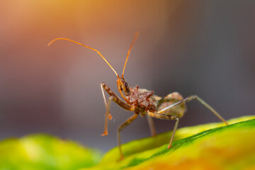 Extreme closeup of a large ant in a display dance in filtered bright daylight with a blurred background for effect.