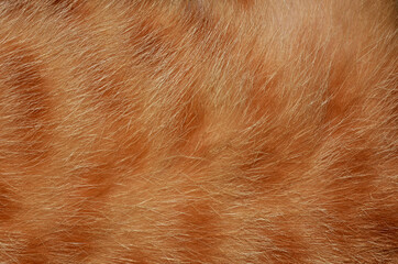 Orange cat hair, full frame orange fur, for the background.