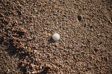 Perfect shell on the beach