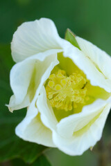 Obraz na płótnie Canvas White “Holly hock (Althaea rosea, Tachiaoi) blossom, macro photograph.