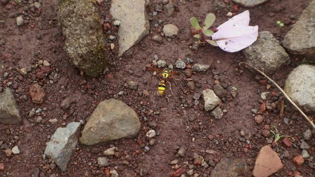 Polistes , Potter wasps,Mason wasps,Waps yellow jacket,Delta campaniforme, podynerus troglodytes,Delta esuriens, Eumenes aff. punctatus,Omicroides, Phimenes flavopictus
