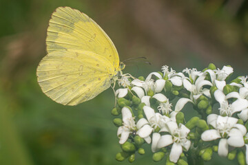 yellow butterfly, White, brown Butterfly perched on a blooming flower sucking nectar
