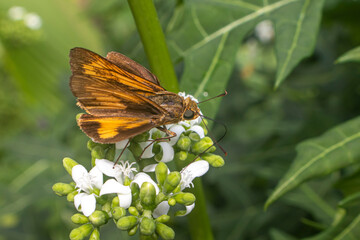 Wallengrenia otho, moth butterfly, brown moth butterfly