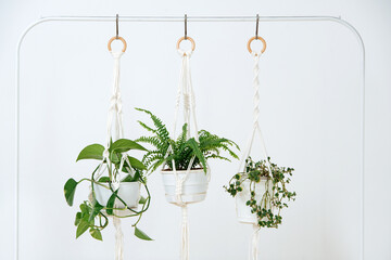 Potted plants in macrame holders suspended from frame rack. Over white wall.
