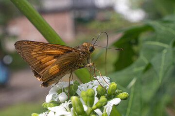 Wallengrenia otho, moth butterfly, brown moth butterfly