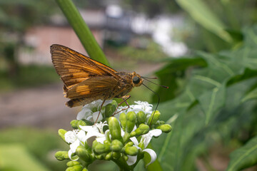 Wallengrenia otho, moth butterfly, brown moth butterfly