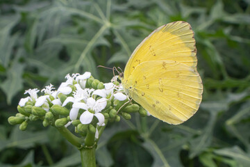 yellow butterfly, White, brown Butterfly perched on a blooming flower sucking nectar
