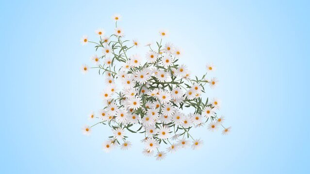Chamomile flower on a white background 3D animation, Flowering shrubs animate in the wind on white background with alpha matt 3D virtual tree. Separated with alpha channels. Top View Camera