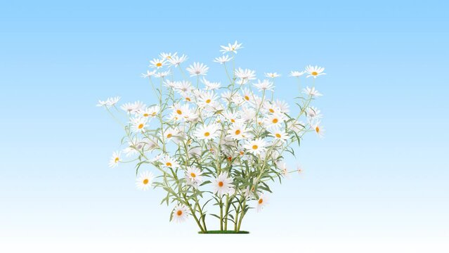Chamomile flower on a white background 3D animation, Flowering shrubs animate in the wind on white background with alpha matt 3D virtual tree. Separated with alpha channels