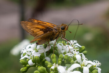 Wallengrenia otho, moth butterfly, brown moth butterfly