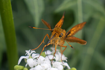 Wallengrenia otho, moth butterfly, brown moth butterfly