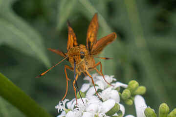 Wallengrenia otho, moth butterfly, brown moth butterfly