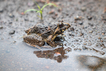 Paddy field frog, Fejervarya cancrivora, green frog, marsh frog, rice-field frog or crab-eating frog soaking in water