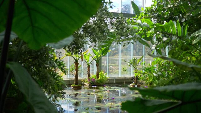 lush tropical plants, palms and flowers inside a glass greenhouse, conservatory with exotic plants in Asia, jungle vegetation in orangery
