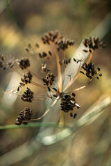Seeds on a dry fennel plant. Close-up