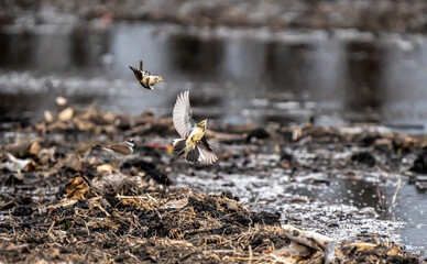 Song birds in flight low to the marsh ground