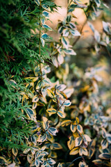 Euonymus japonicus, popular ornamental garden plant.