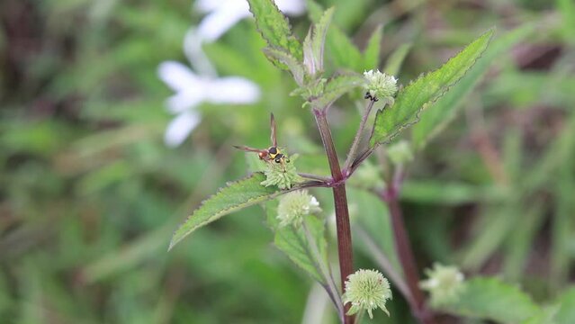 Polistes , Potter wasps,Mason wasps,Waps yellow jacket,Delta campaniforme, podynerus troglodytes,Delta esuriens, Eumenes aff. punctatus,Omicroides, Phimenes flavopictus
