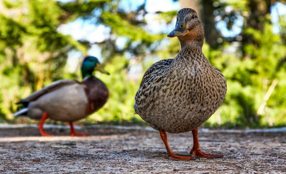 Female duck looking into the camera and male duck at background