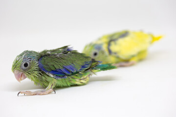 Selective focus of forpus parrotlet newborn bird studio shot on white background