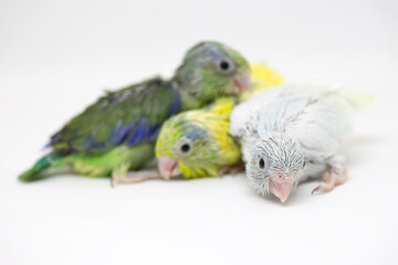 Selective focus of forpus parrotlet newborn bird studio shot on white background