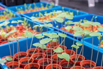 Germinating Plant from a Group of Seeds