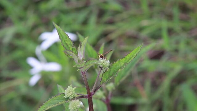Polistes , Potter wasps,Mason wasps,Waps yellow jacket,Delta campaniforme, podynerus troglodytes,Delta esuriens, Eumenes aff. punctatus,Omicroides, Phimenes flavopictus
