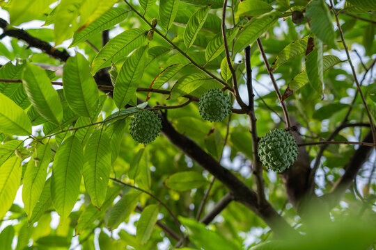 Photo of fresh unripe home grown soursop fruit growing healthily from its tree in the morning