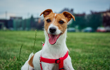 Happy cute dog on the field with green grass at summer day. Jack Russell terrier portrait